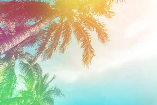Photo of Tropical palm tree with colorful bokeh sun light on sunset sky cloud abstract background. Summer vacation and nature travel adventure concept. Vintage tone filter effect color style.