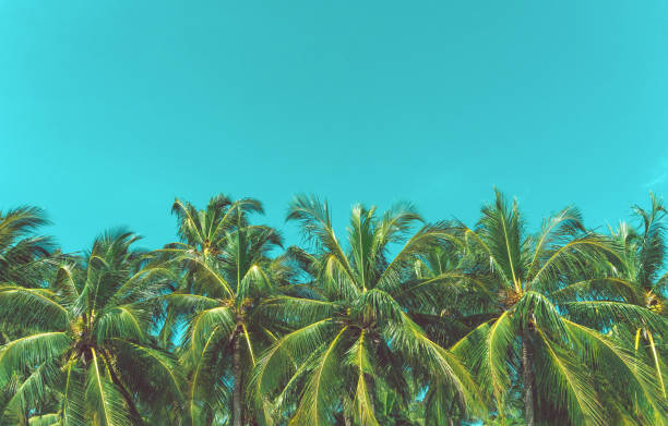 istock Copy space of silhouette tropical palm tree with sun light on sunset sky and cloud abstract background. Summer vacation and nature travel adventure concept. Vintage tone filter effect color style 1143925399