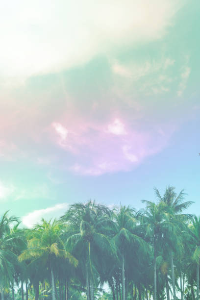 Copy space of silhouette tropical palm tree with sun light on sunset sky and cloud abstract background. Summer vacation and nature travel adventure concept. Vintage tone filter effect color style.