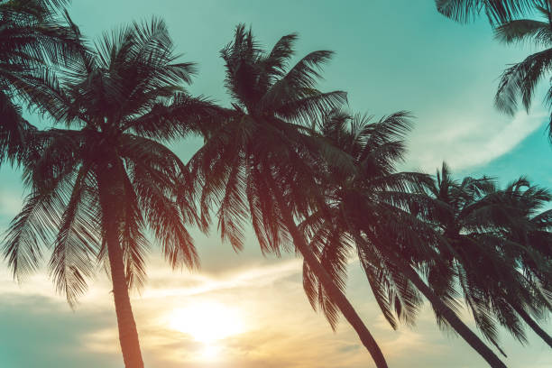 istock Coconut palm tree and sky on beach. Vintage palm on beach in summer. 1143926456