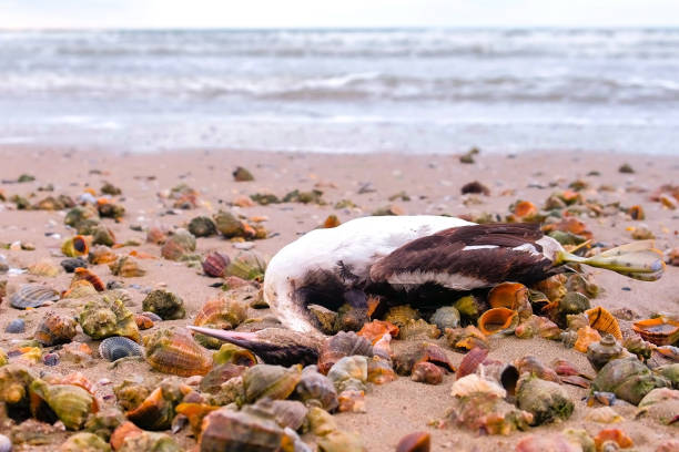 istock Dead bird among the rapan shells on the sandy sea beach after storm. 1143927030