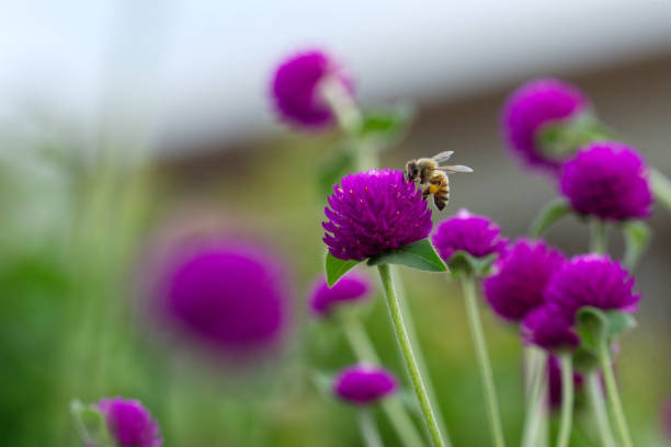 istock Honey Bee on a purple flower with nice bokeh 1143928146