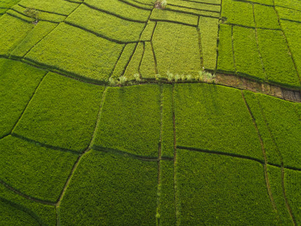 istock Aerial view of rice fields, Bali, Indonesia 1143930348