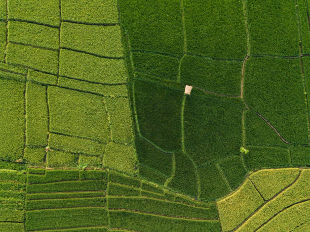 istock Aerial view of rice fields, Bali, Indonesia 1143930399