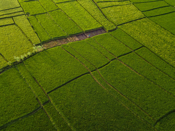 istock Aerial view of rice fields, Bali, Indonesia 1143930408