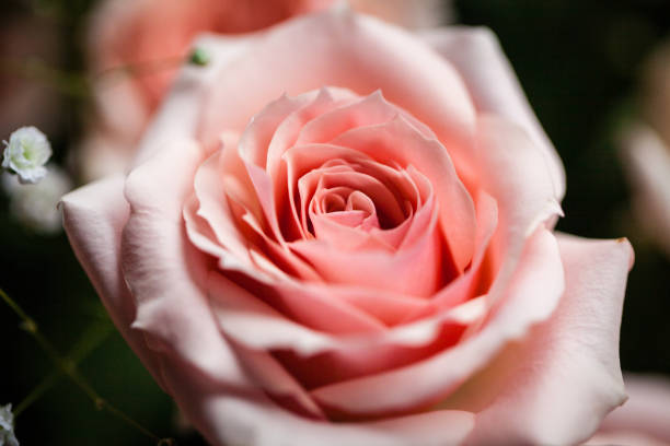 istock Life in Roses 1143931597