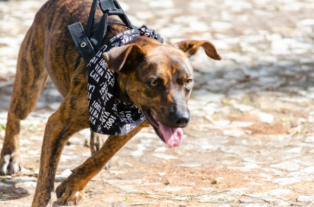 istock Puppy Dog Dogs 1143932970