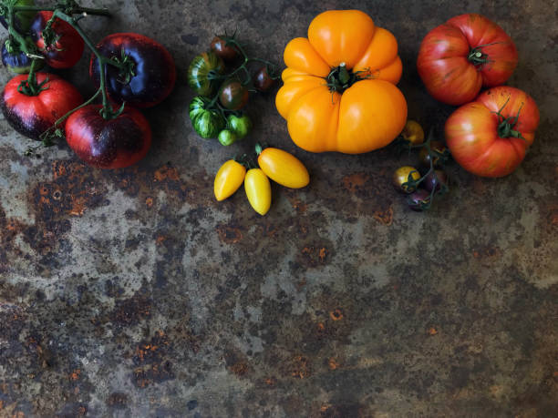 kolorowe pomidory scheda świeże z mojego ekologicznego ogrodu wiejskiego - heirloom tomato organic tomato rustic zdjęcia i obrazy z banku zdjęć