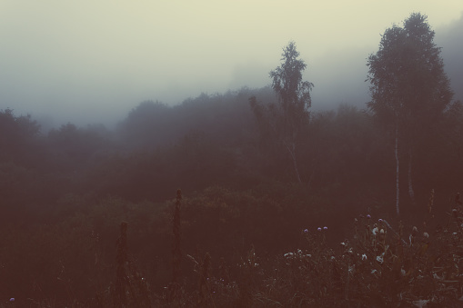 Fog in the forest, foggy morning in forest. Mystical atmosphere.