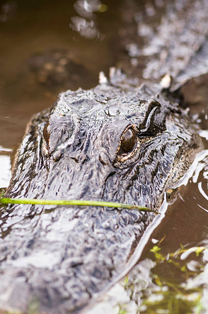istock Alligator lurking from the water 114393504