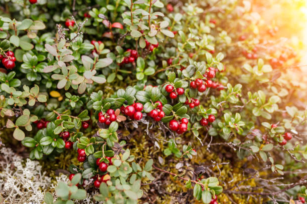 Ripe red cowberry and cranberries grows in wilderness Ripe red cowberry and cranberries grows in wilderness lingonberry stock pictures, royalty-free photos & images