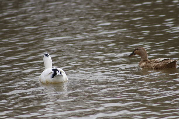 istock Pekin duck swimming wild in Canada 1143935867
