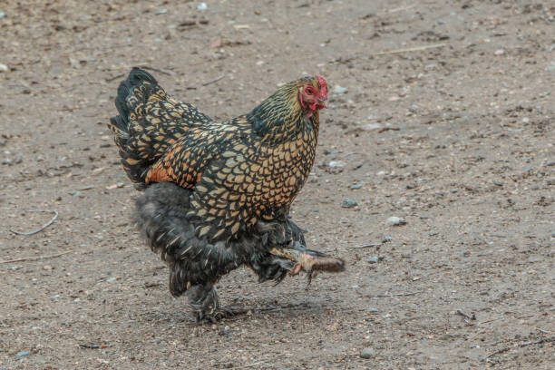 pollo con plumas de pierna - cochin gallina fotografías e imágenes de stock