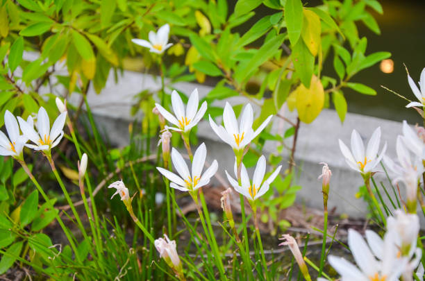 istock Zephyranthes candida in the garden. 1143938979