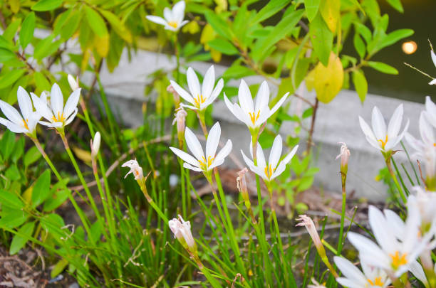 istock Zephyranthes candida in the garden. 1143939006