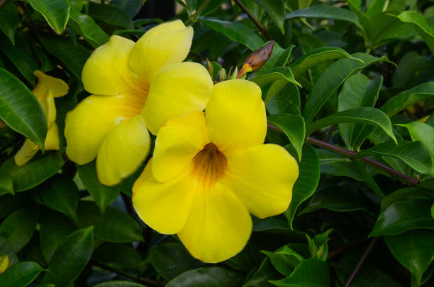 istock Allamanda cathartica in the garden. 1143939027