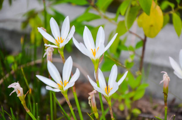 istock Zephyranthes candida in the garden. 1143939030