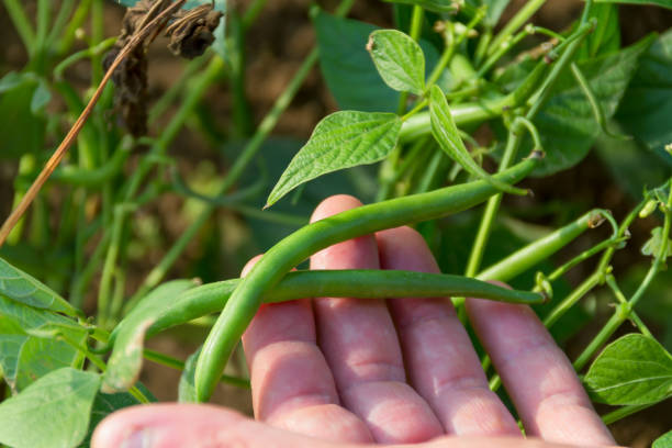 54,500+ Green Bean Plant Stock Photos, Pictures & Royalty-Free Images ...