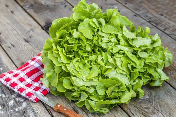 oak leaf salad - oak leaf imagens e fotografias de stock