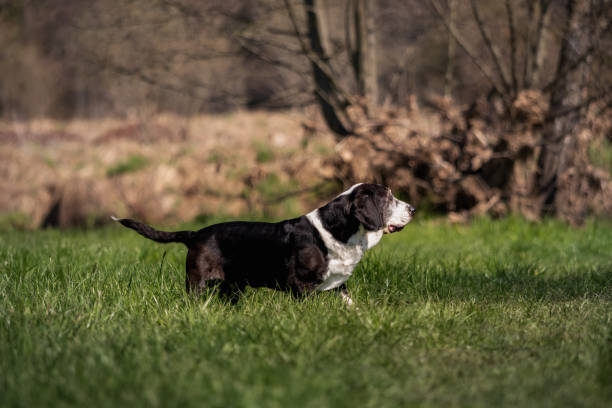 istock A black and white basset dog outside 1143940052