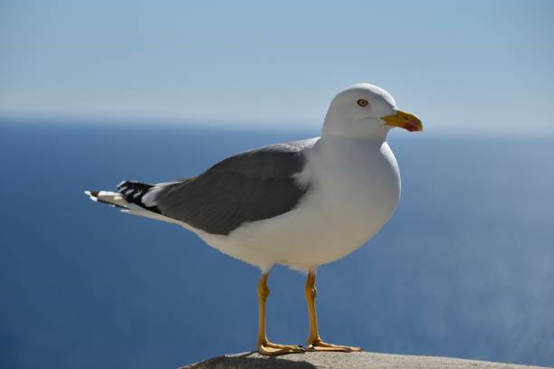 gaivota mediterrânea (michahellis do larus) - michahellis - fotografias e filmes do acervo