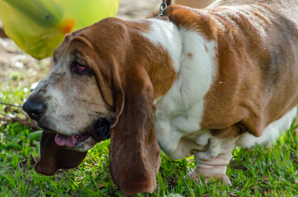 istock Puppy Dog Dogs 1143940852
