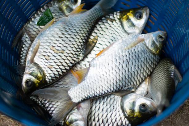 istock fresh fish background from fisher man 1143941701