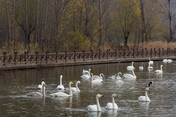 istock The white swan swimming 1143941898