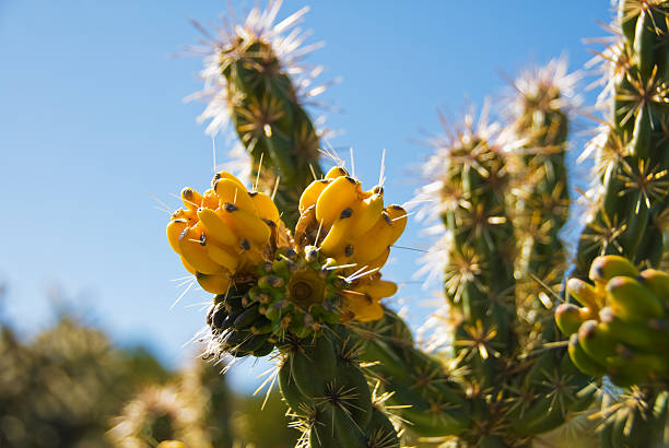 cornejo cactus - single flower flower desert new mexico fotografías e imágenes de stock