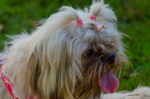 istock Puppy Dog Dogs 1143942770