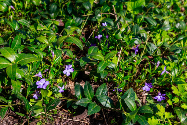 istock Blue periwinkle (vinca minor) in a garden 1143942851