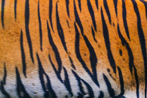 close up tiger skin texture background stock photo
