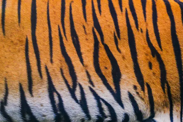 Photo of close up tiger skin texture background