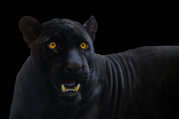 istock black panther shot close up with black background 1143942953