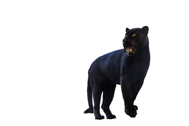 Black Panther Shot Close Up With White Background Stock Photo - Download  Image Now - Leopard, Black Color, Cut Out - iStock