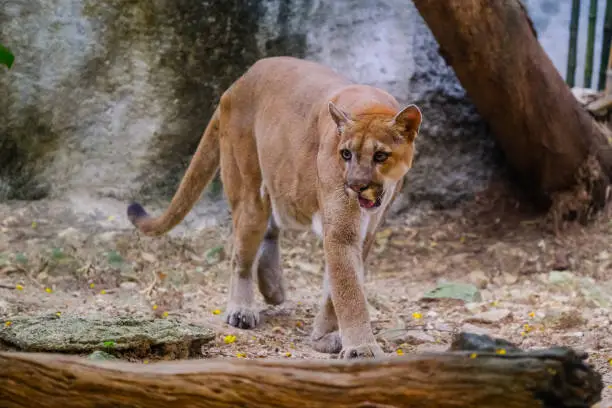 Adult Male Cougar (Puma concolor)