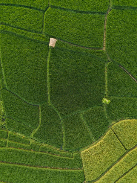 istock Aerial view of rice fields at day time 1143943077