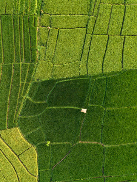 istock Aerial view of rice fields at day time 1143943173