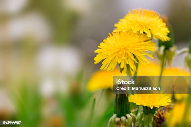 Yellow Dandelions In Sunny Meadow Stock Photo - Download Image Now - Dandelion, Sunlight, Beauty