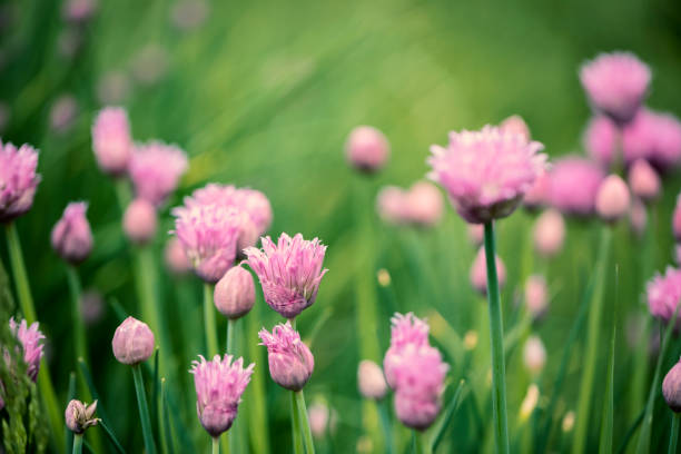 istock Flowers in the grass close-up 1143945032