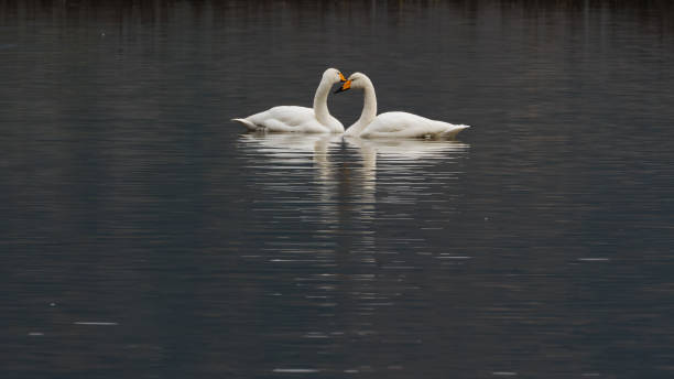 istock The white swan swimming 1143945158