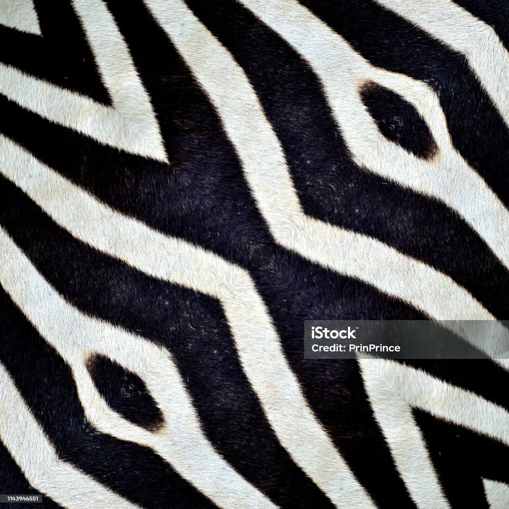 Beautiful Black and white patterns made from zebra skin Africa Stock Photo