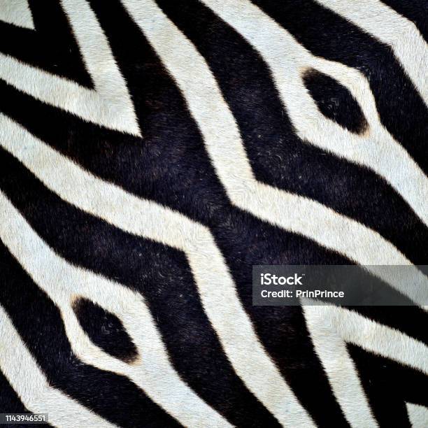 Beautiful Black And White Patterns Made From Zebra Skin Stock Photo - Download Image Now