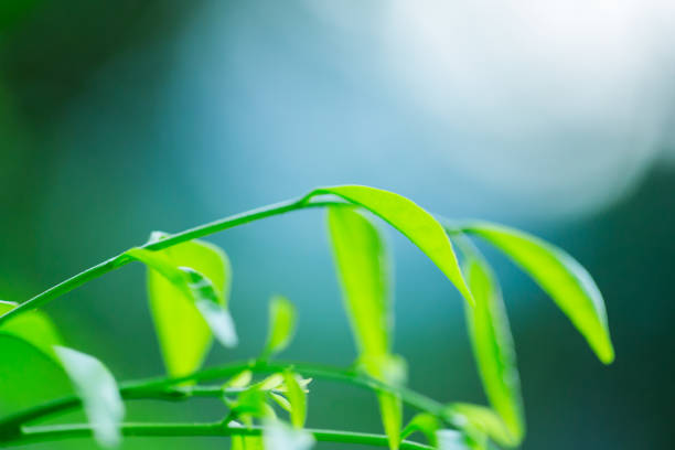 istock selective focus to nature view of green leaf on blurred greenery background with sunlight in garden 1143946670