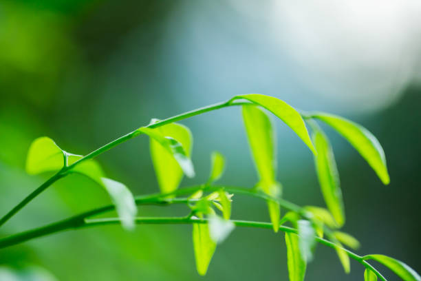 istock selective focus to nature view of green leaf on blurred greenery background with sunlight in garden 1143946750