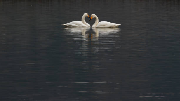 istock The white swan swimming 1143946821