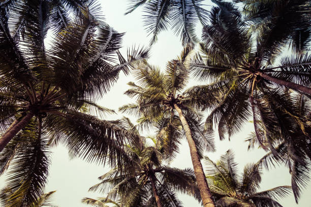 istock Bunches of coconuts on a palm tree in a rainforest 1143947511