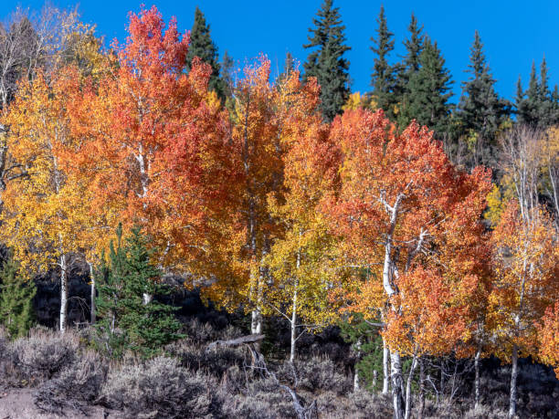 istock Rainbow of Aspen Trees 1143947606