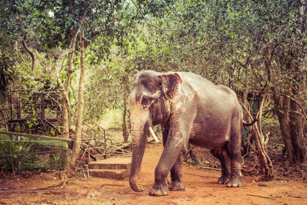 istock Indian elephant with tusks cut off 1143947657
