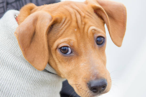 istock Funny snout red dog with black eyes 1143947725